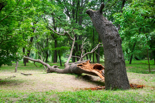 Best Tree Risk Assessment  in Tekamah, NE